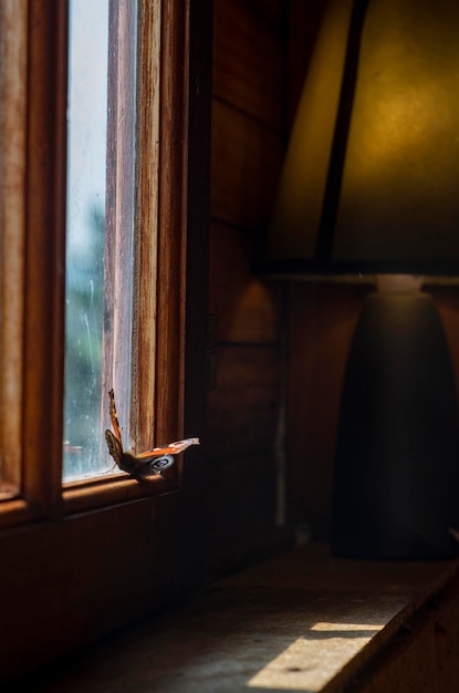 Butterfly on the window frame inside the room