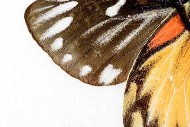 Photo butterfly wing in macro closeup