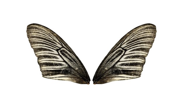 Butterfly wings isolated on white 