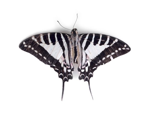 Butterfly wings isolated on white