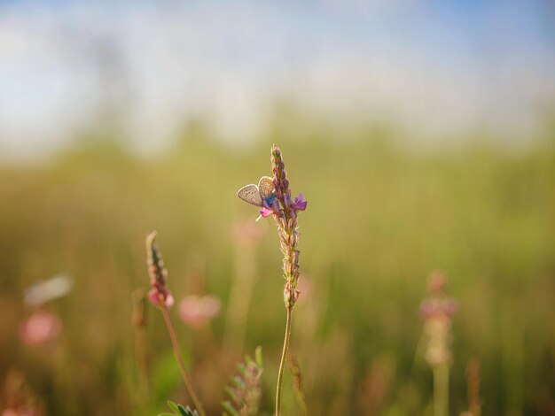 A butterfly with a blue dove sits on grass