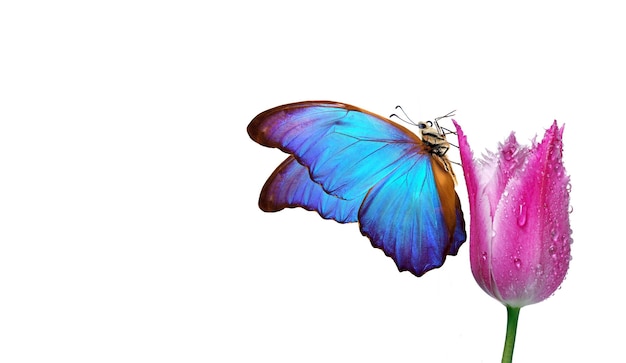 На картинке изображена бабочка с голубыми и фиолетовыми крыльями.