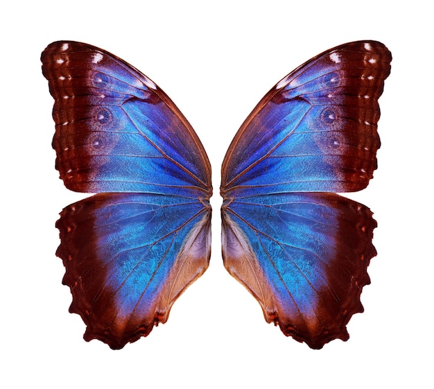 a butterfly with blue and red colors on it