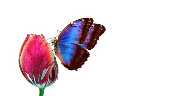 파란 꼬리와 날개를 가진 나비