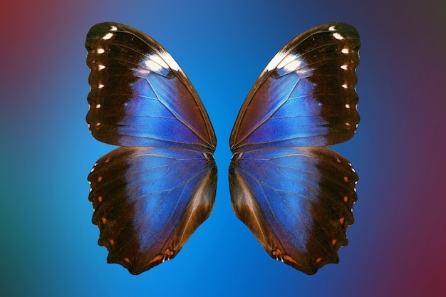 a butterfly with blue and yellow colors on it