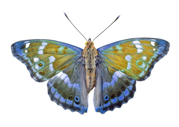 Photo a butterfly with blue and yellow wings is shown with the word butterfly on the front.