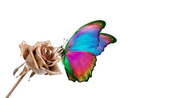 A butterfly with a butterfly on it's wings