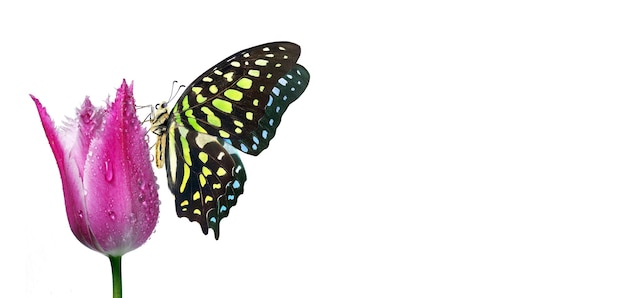 Бабочка с бабочкой на крыльях