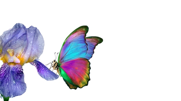 색 바탕에 다채로운 날개를 가진 나비가 그려져 있습니다.