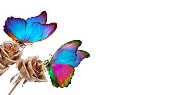 A butterfly with colorful wings on a white background