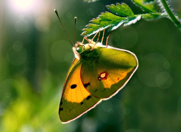 a butterfly with a face on its face is shown in the picture