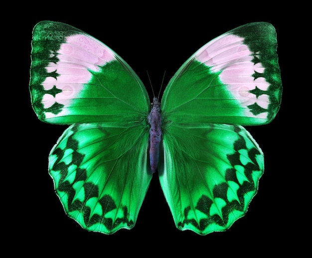 A butterfly with green and pink colors and a green background