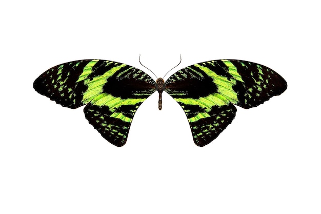 Butterfly with green wings. isolated on white background