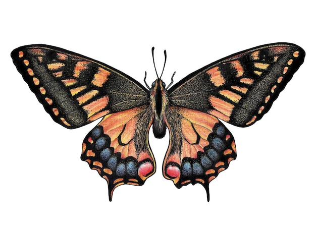 butterfly with orange wings and blue spots illustration with colored pencils on paper