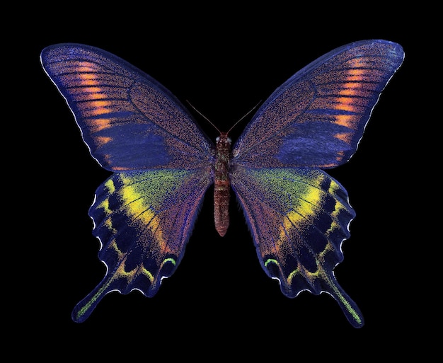 A butterfly with a rainbow on it's wings.