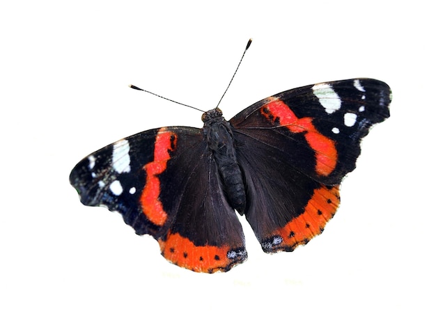 a butterfly with red and black spots is shown.