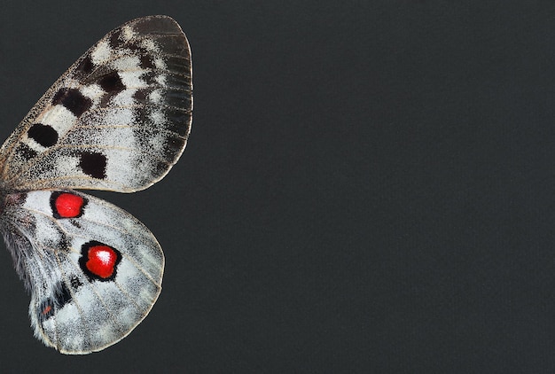 A butterfly with a red heart on its head