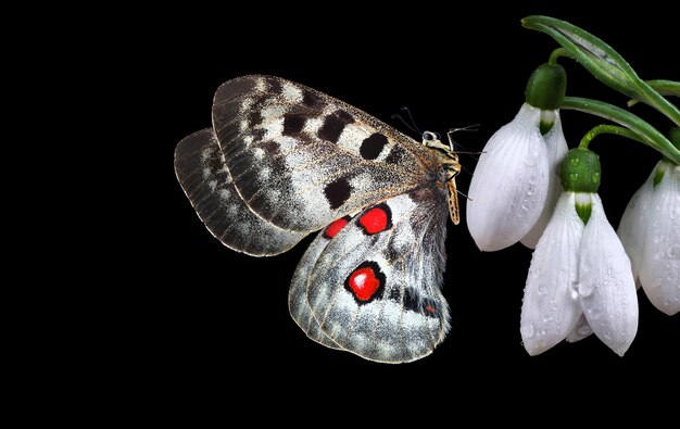 a butterfly with red spots on its wings is sitting on a flower.