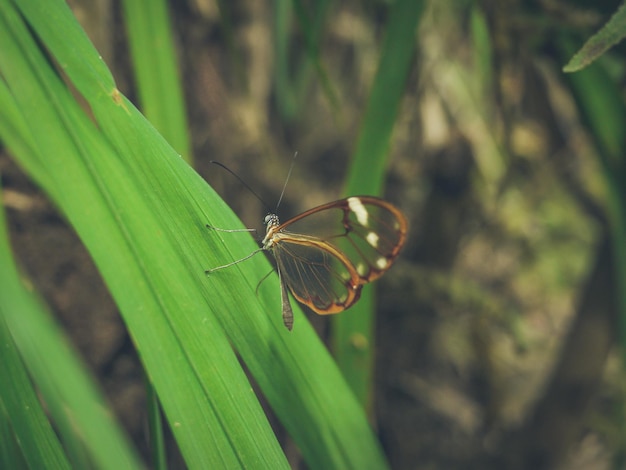 A butterfly with transparent wings in semuc champey guatemala