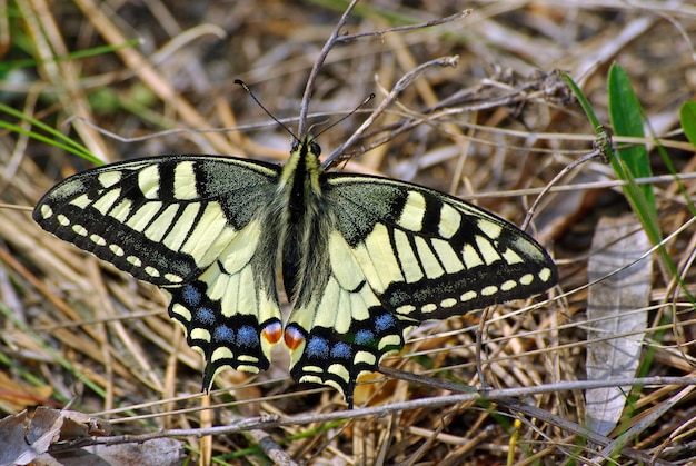 a butterfly with a yellow and black markings on its wings