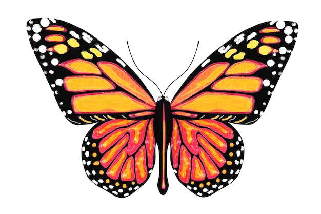 Photo butterfly with yellow and orange colors on a white background