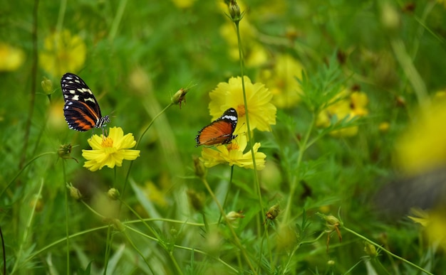 Бабочка с цветком