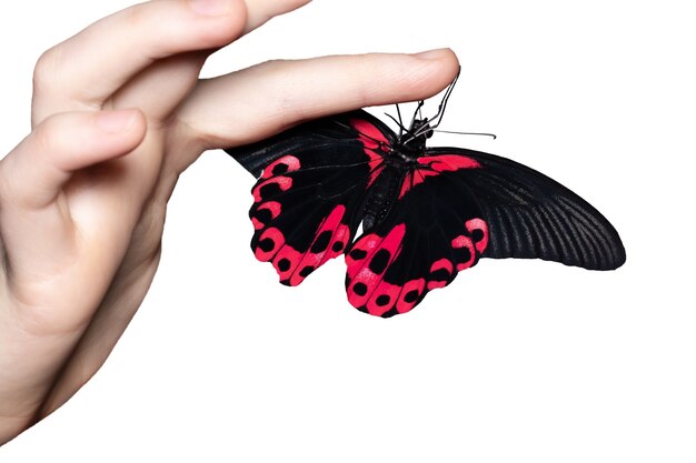 Butterfly on woman's hand.