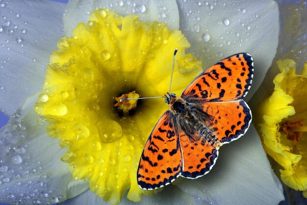 A butterfly on a yellow flower with water drops