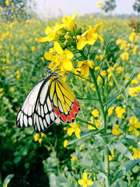 Butterfly on yellow flower