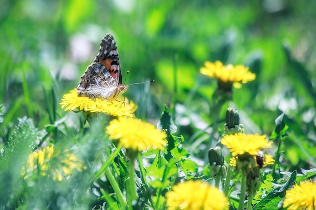 Butterfly on yellow flower