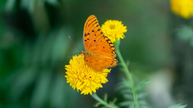 Butterfly on yellow flower