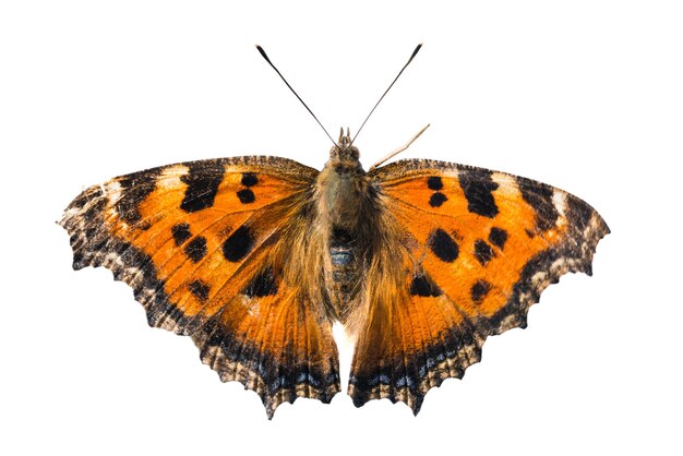 Butterfly yellow legged tortoiseshell or large tortoiseshell (Nymphalis xanthomelas) isolated on white background