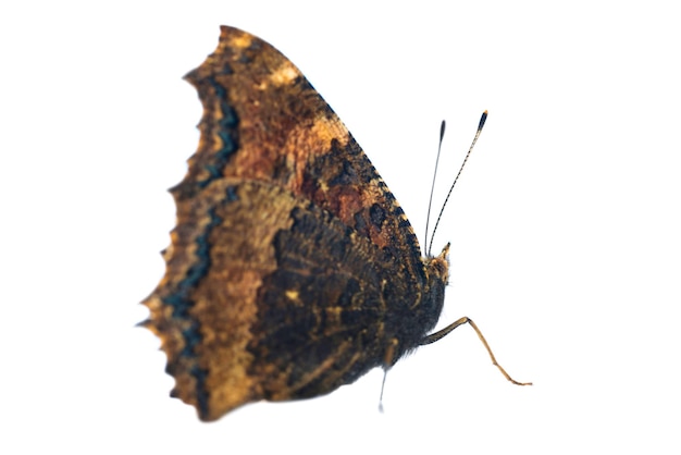 Butterfly yellow legged tortoiseshell