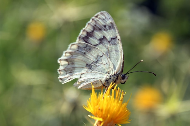 butterfly on yellow thorn