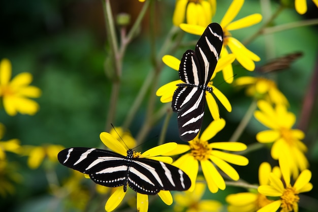 Photo butterfly zebra