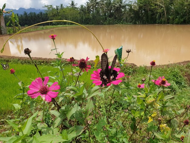 Farfalla sul fiore di zinnia elegan in giardino