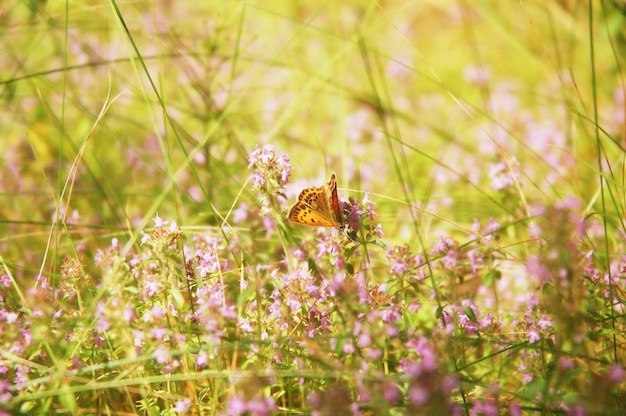 Foto farfalla