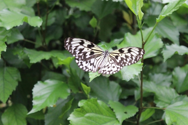 Photo butterfly