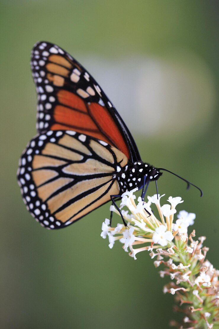 Photo butterfly