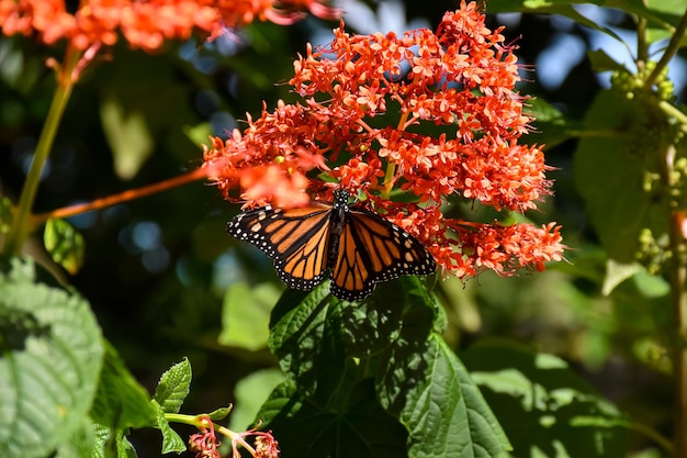 Photo butterfly