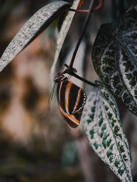 Photo butterflys house