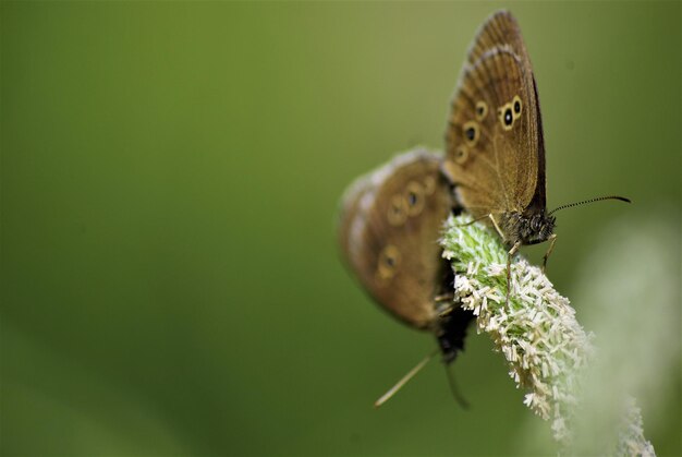 Butterflys mateing