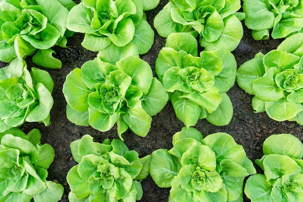 Butterhead groente vers biologisch op bovenaanzicht achtergrond