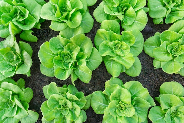 Butterhead groente vers biologisch op bovenaanzicht achtergrond