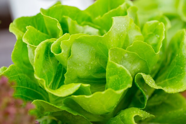 Butterhead salad lettuce