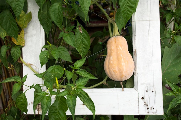 Butternut pumpkin or Butternut squash plant in garden of agricultural plantation farm at countryside in Nonthaburi Thailand