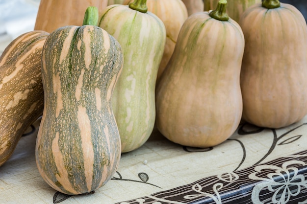 butternut pumpkin 