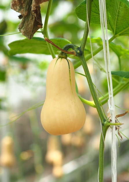 Butternut Sqash in the farm.