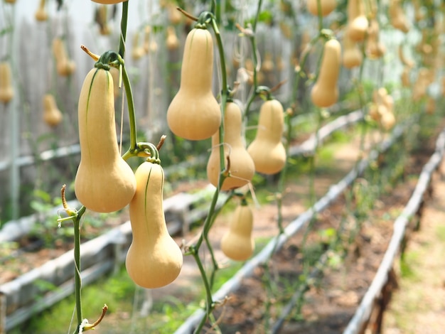 Butternut Sqash op de boerderij.