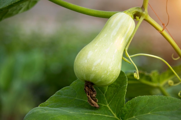 Butternut squash or Cucurbita moschata is growing on the tree